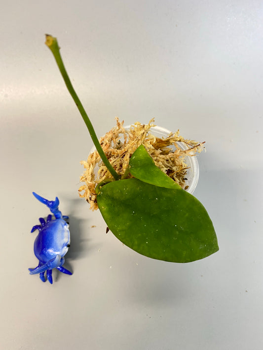 Hoya diversifolia - starting to root