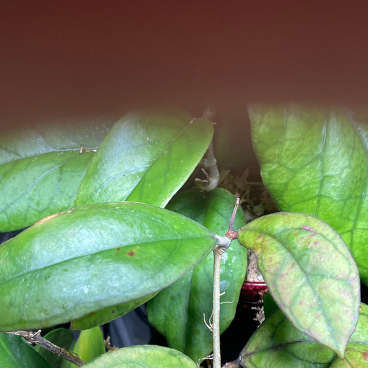 Hoya sp borneo epc 953 - fresh cutting Unrooted 1 node