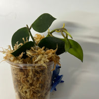 Hoya sipitangensis - 1 cutting - Unrooted