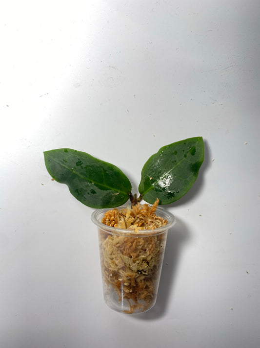 Hoya patricia - Darwinii x Elliptica - Unrooted