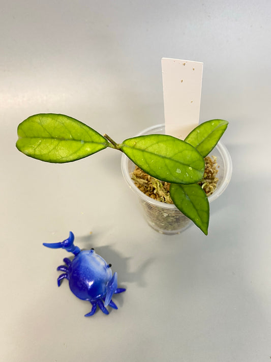 Hoya crassipetiolata - starting to root