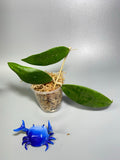 Hoya finlaysonii - unrooted
