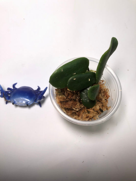 Hoya rotundiflora - 3 nodes