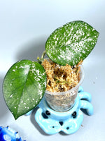 Hoya carnosa freckles splash - unrooted