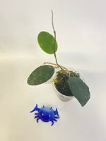 Hoya caudata Sumatra - active growth