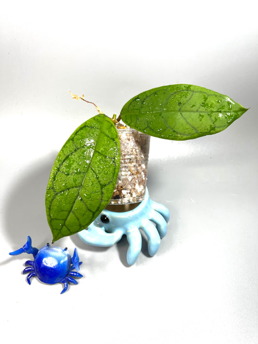 Hoya cv nui - Unrooted