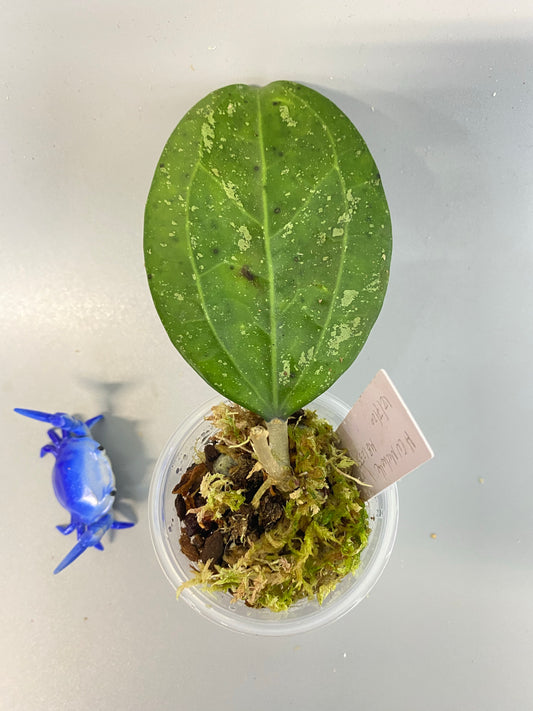 Hoya ‘Michele’ - new growth