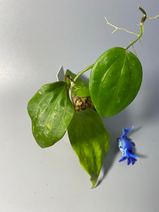 Hoya macrophylla snow queen - active growth