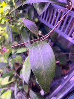 Hoya sp sarawak gps 10073 - fresh cut - 2 nodes / 2 leaves - Unrooted (Not Borneo)