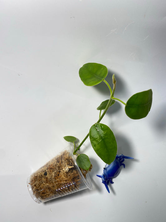 Hoya cv Monette - unrooted