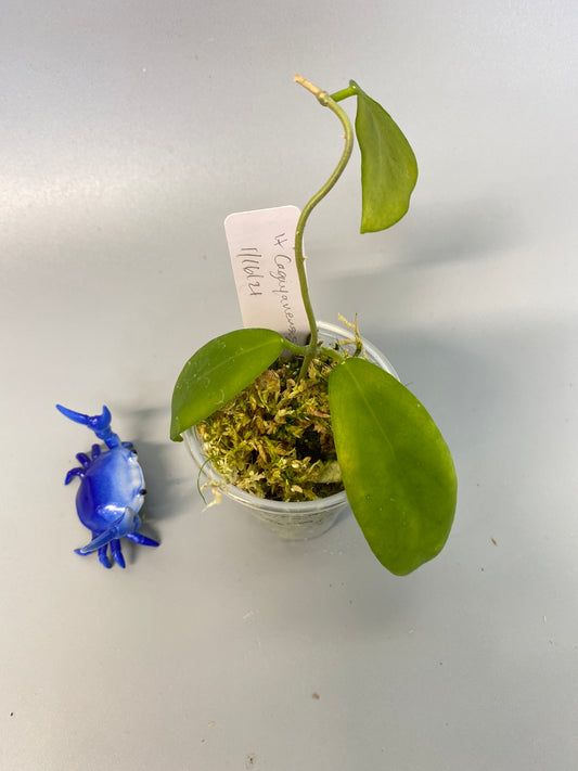 Hoya cagayanensis - rooted