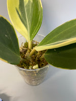 Hoya pachyclada variegated - has roots