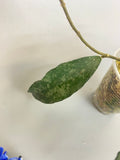 Hoya phuwuaensis - has some roots.