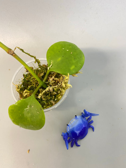 Hoya Kastbergii - has roots