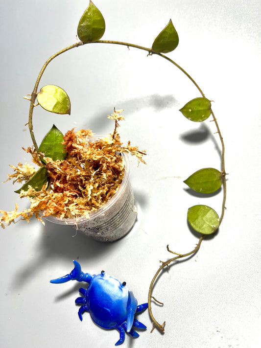 Hoya lacunosa Indonesia  - Unrooted