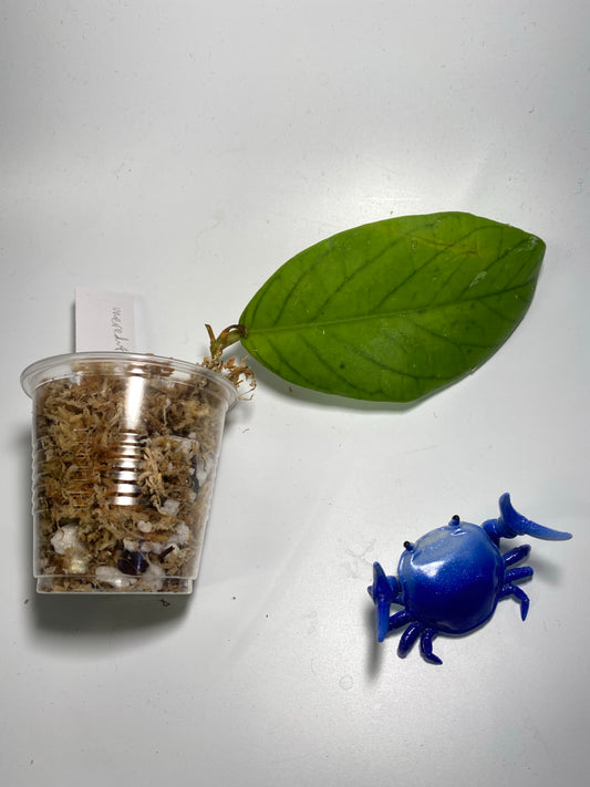 Hoya meredithii - unrooted