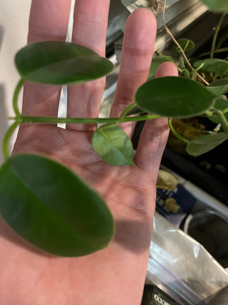 Hoya madulidii - fresh cut- 2+ nodes - Unrooted