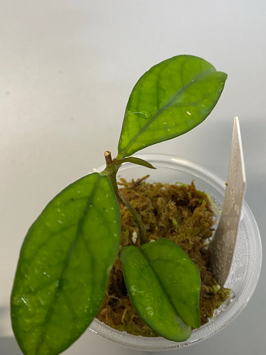 Hoya crassipetiolata - active growth