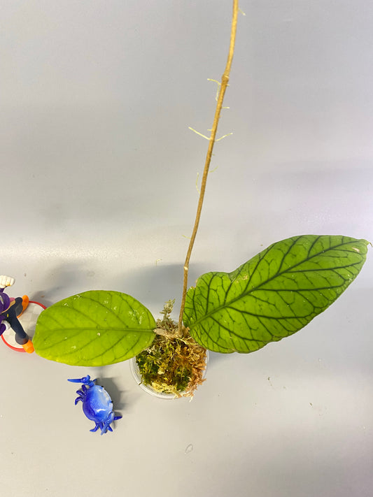 Hoya meredithii - rooted