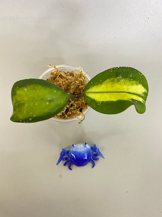 Hoya obovata variegated - has some roots