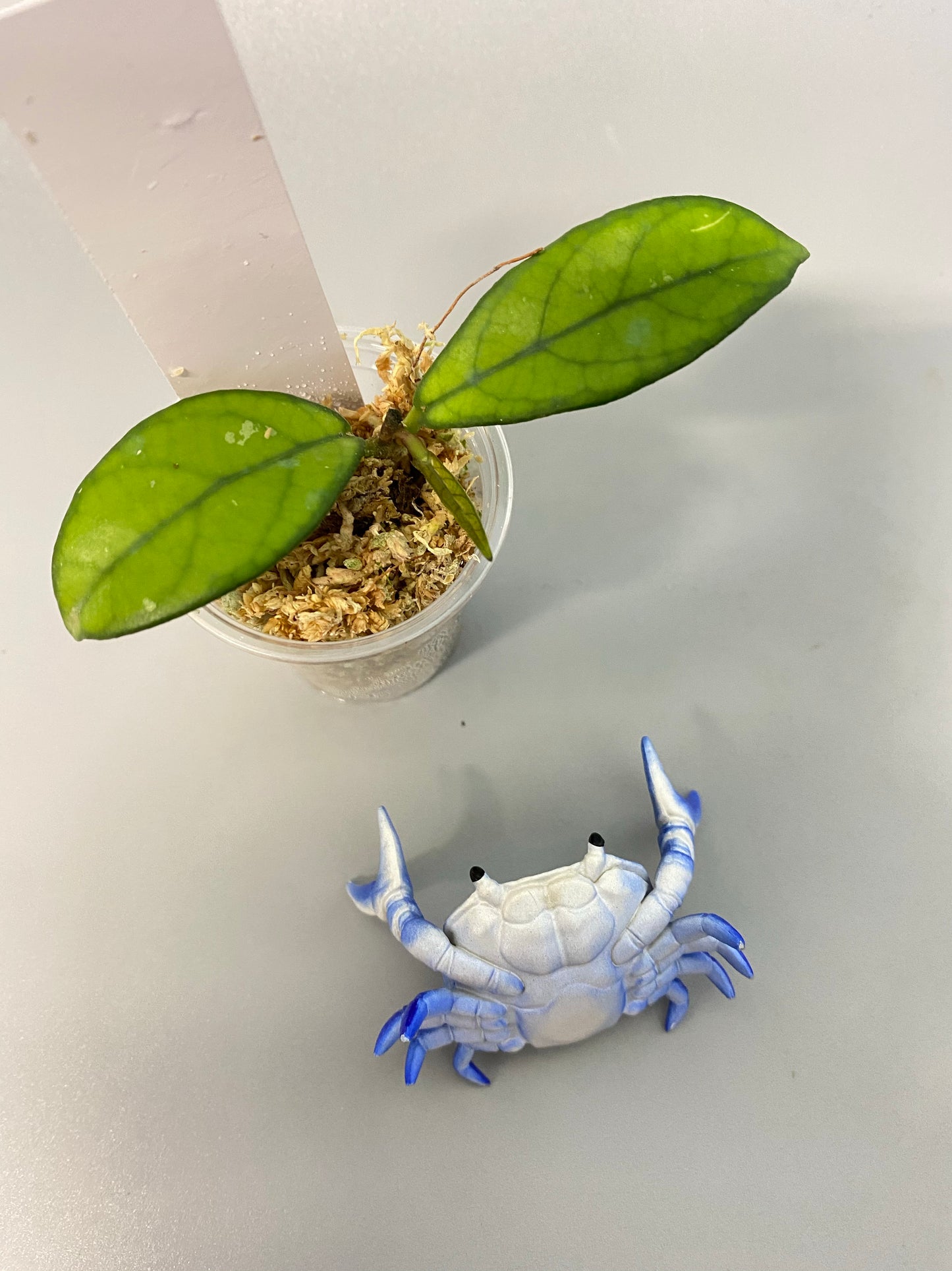 Hoya crassipetiolata - has active growth