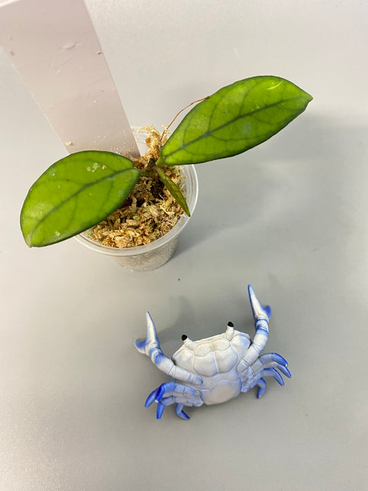 Hoya crassipetiolata - has active growth