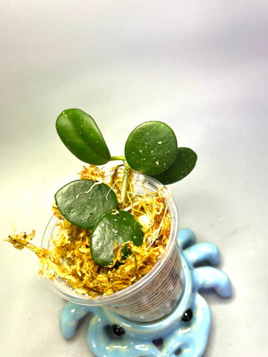 Free addon - Hoya mathilde - Unrooted