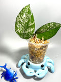 Hoya carnosa freckles splash - unrooted