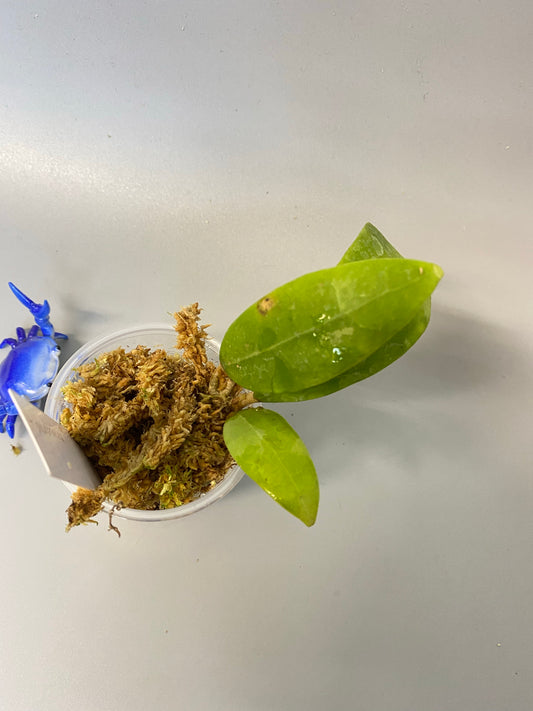 Hoya bhutanica - has some roots