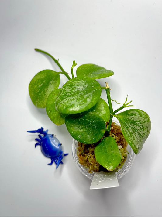 Hoya biakensis - has some roots