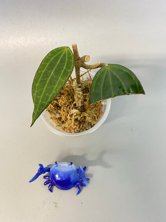 Hoya cinnamomifolia - Unrooted