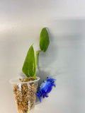 Hoya cv optimistic - unrooted
