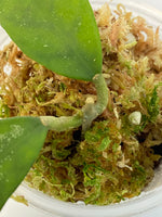 Hoya corneri - actively growing