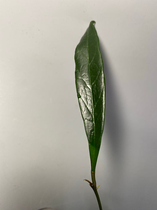 Hoya sulawesiana - fresh cut, Unrooted - 1 node, 1 leaf