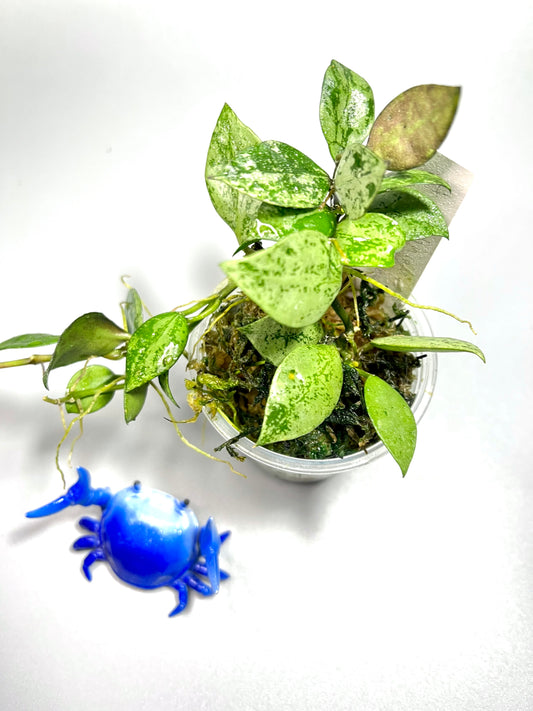 Hoya super silver krohniana (eskimo) - active growth