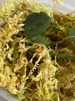 Hoya serpens with new growth