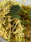 Hoya serpens with new growth