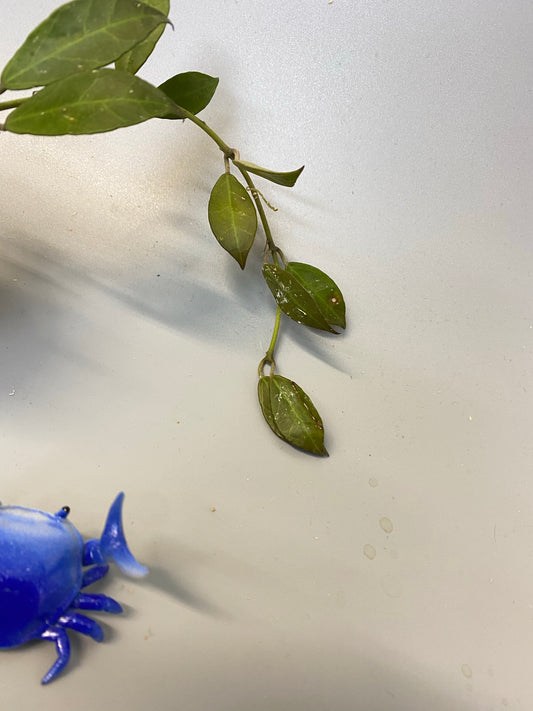 Hoya Rebecca - with roots