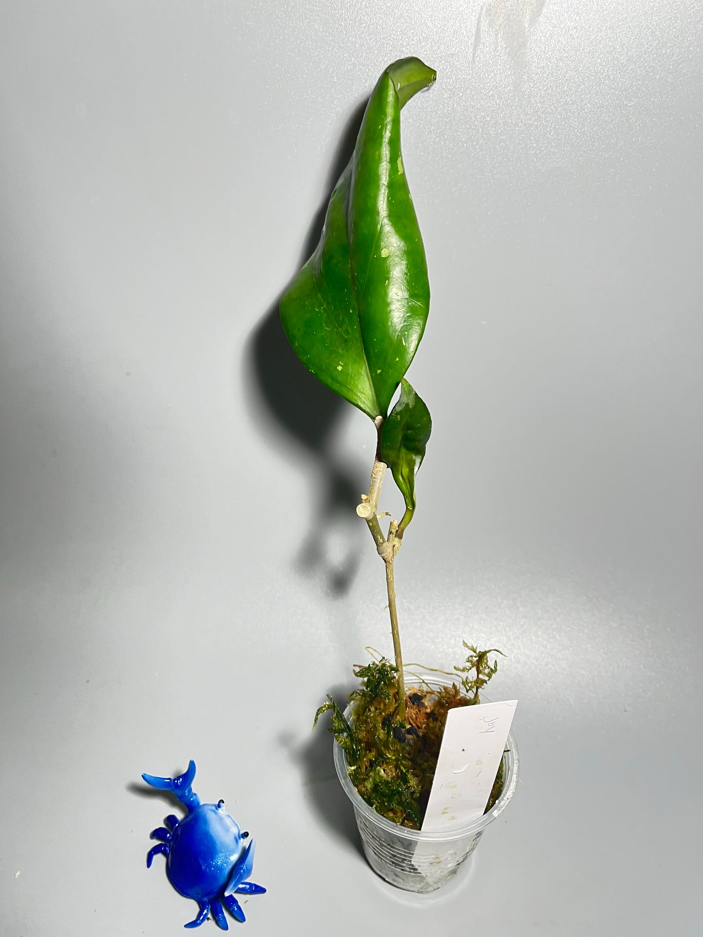 Hoya Joy - has some roots