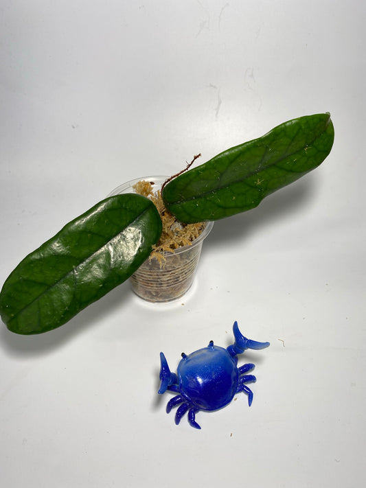 Hoya globulosa - Unrooted