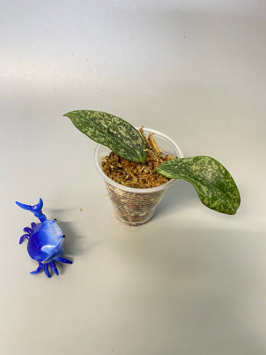 Hoya rangsan - unrooted