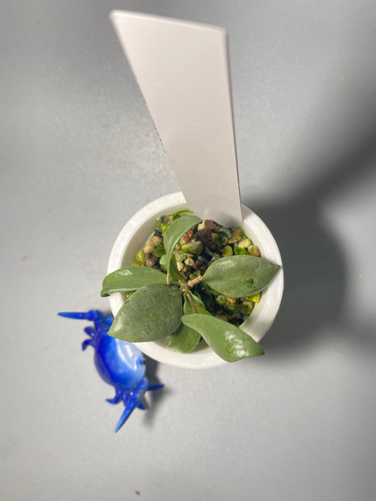 Hoya Louisa silver - active growth