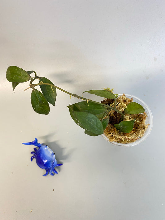 Hoya Rebecca - has some roots