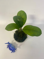 Hoya mutation from deykeae - active growth