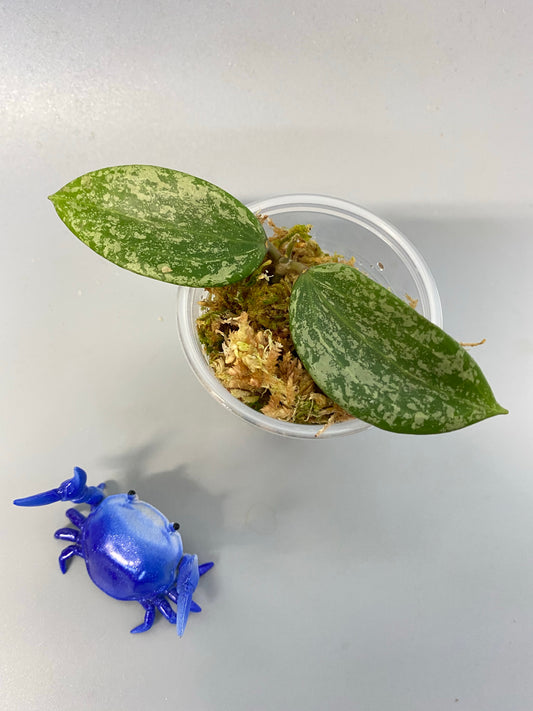 Hoya rangsan - growth point