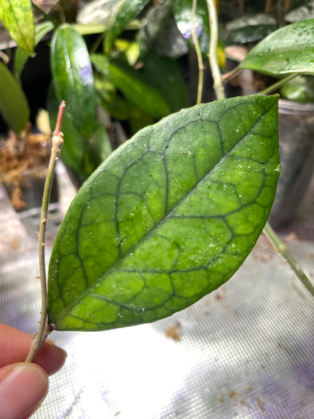 Hoya finlaysonii x vitellinoides - Unrooted