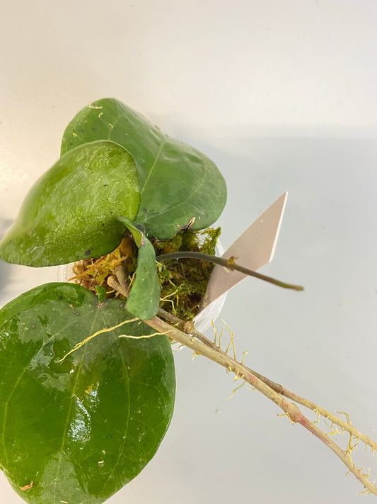 Hoya glabra - has active growth