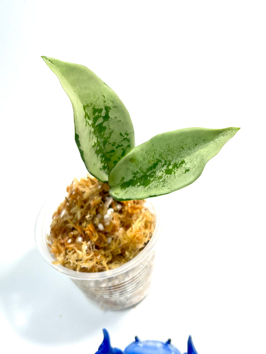 Hoya AH-074 silver clone- Unrooted