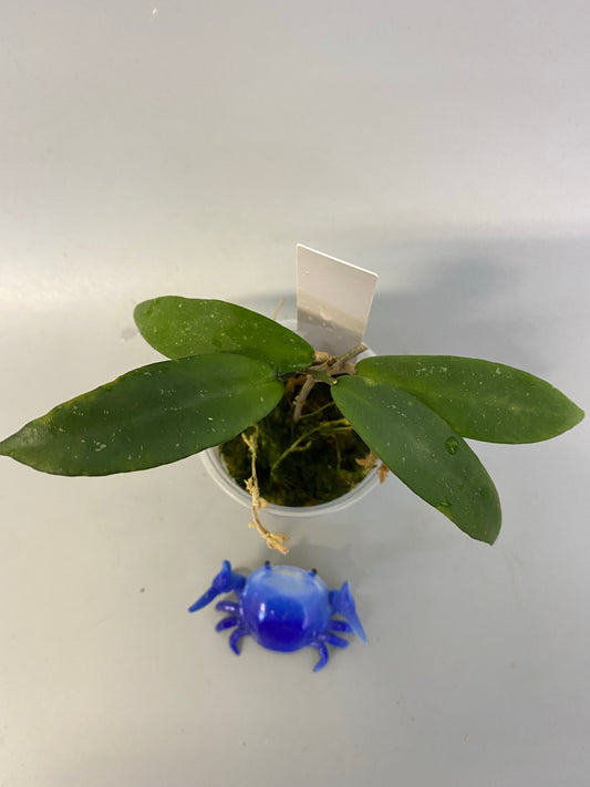 Hoya sp UT011 - has some roots