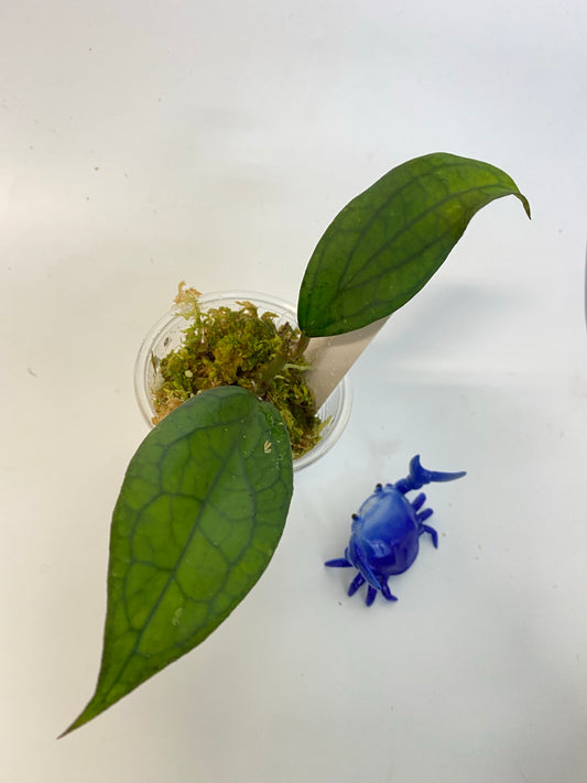 Hoya Jennifer - active growth